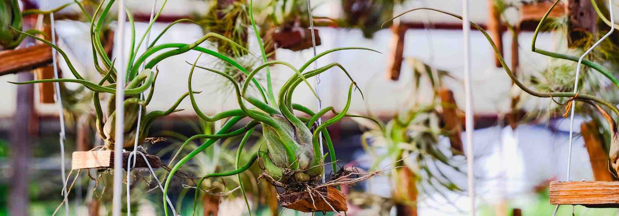 Epiphytic plants: aerial wonders that live without soil
