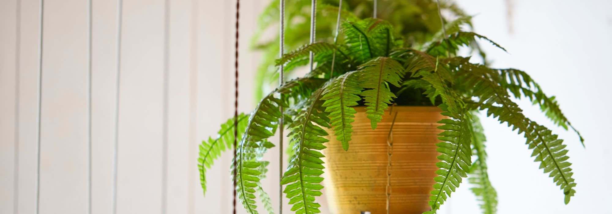 Growing ferns indoors