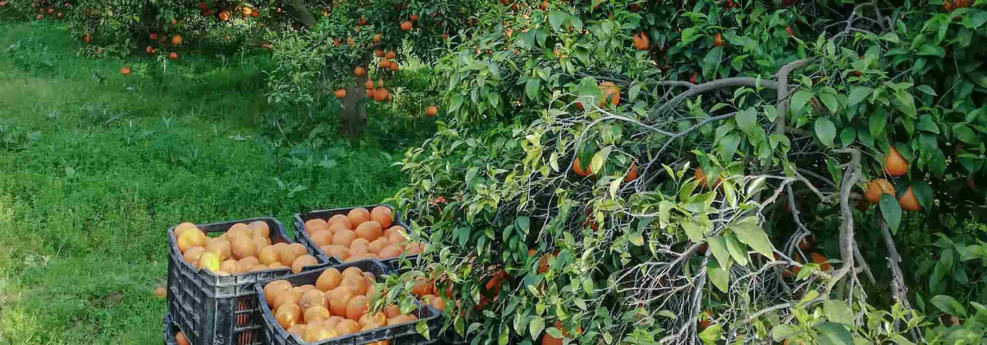 11 hardy fruit trees for winter cold