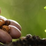 Kitchen garden: why and how to choose seeds suited to climate change?