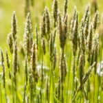 Top 9 cold resistant grasses