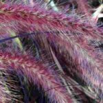 5 red ornamental grasses to colour your garden