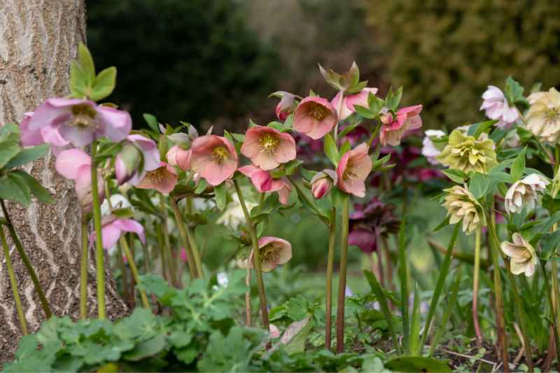 How to divide a hellebore?