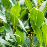 Bay Laurel: Planting, Care and Pruning