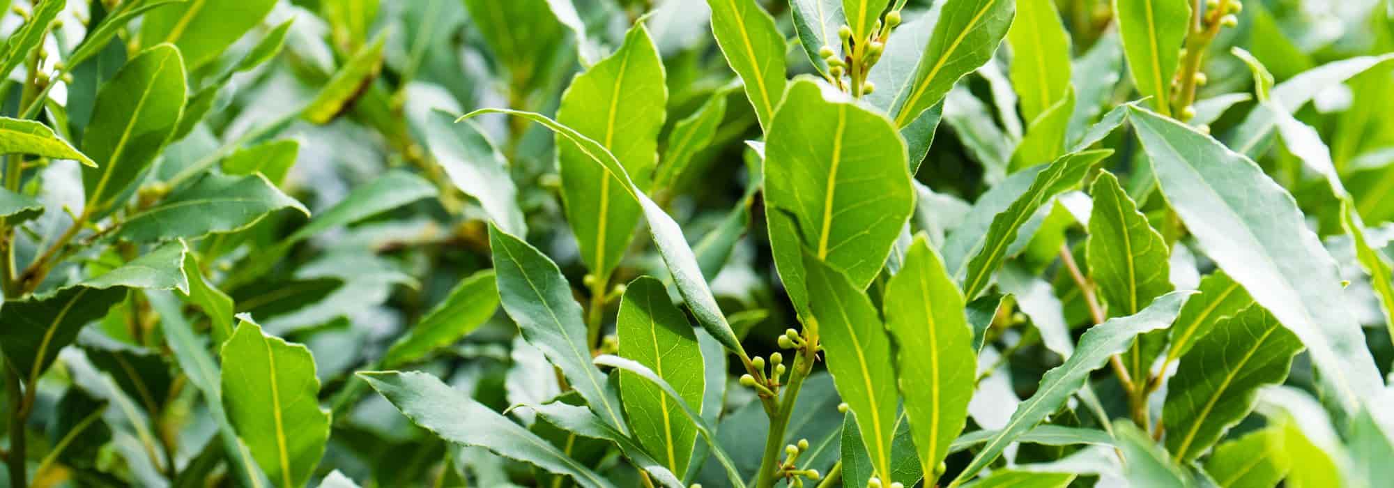 Bay Laurel: planting, pruning and care
