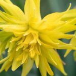 7 yellow daffodils to celebrate spring