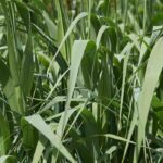 Which plants should you choose for phytoremediation?