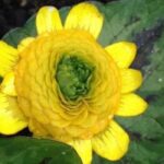 Choosing a Ranunculus: Our Buying Guide