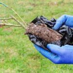 Bare root roses in clumps: the perfect compromise