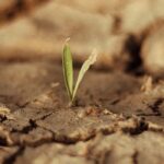 11 fruit trees for dry soil