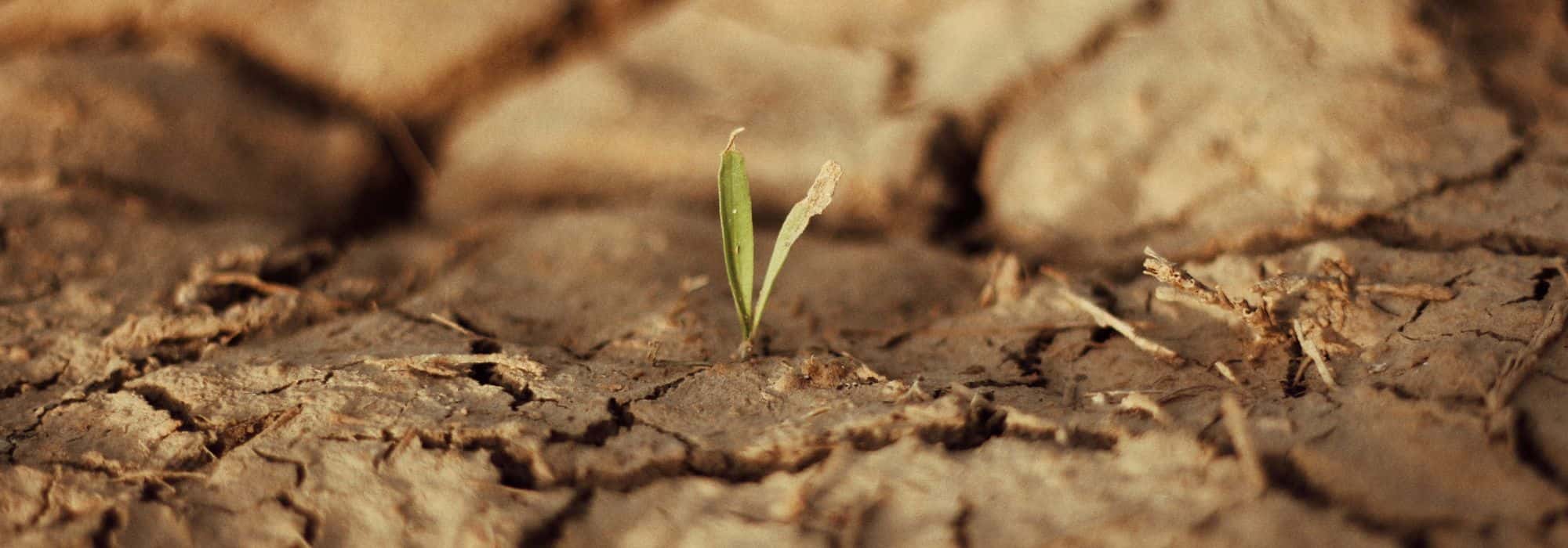 11 fruit trees for dry soil