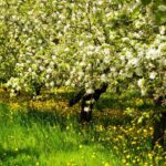 Choose a local heritage variety of fruit tree.