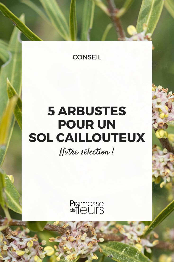 5 Bushes for Rocky Soil Phillyrea augustifolia