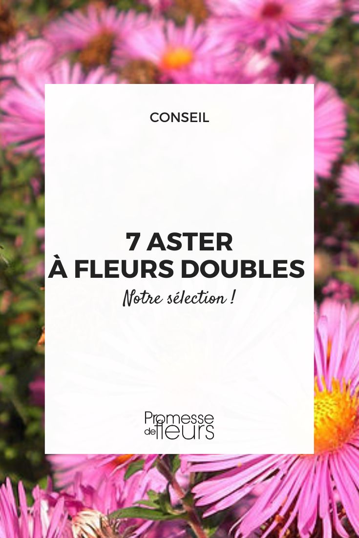 Double-flowered asters