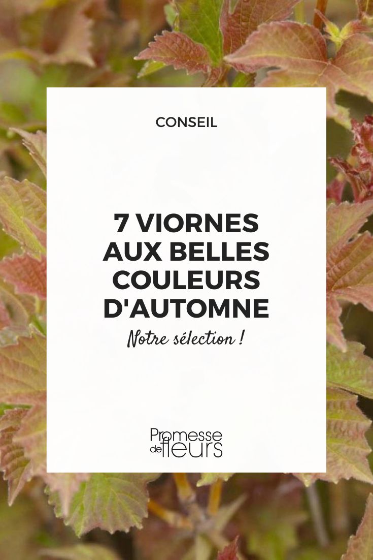 Viburnum trilobum 'Bailey Compact'