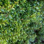 How to create a hedge using alternatives to boxwood?