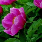 How to choose a peony according to the shape of its flowers?