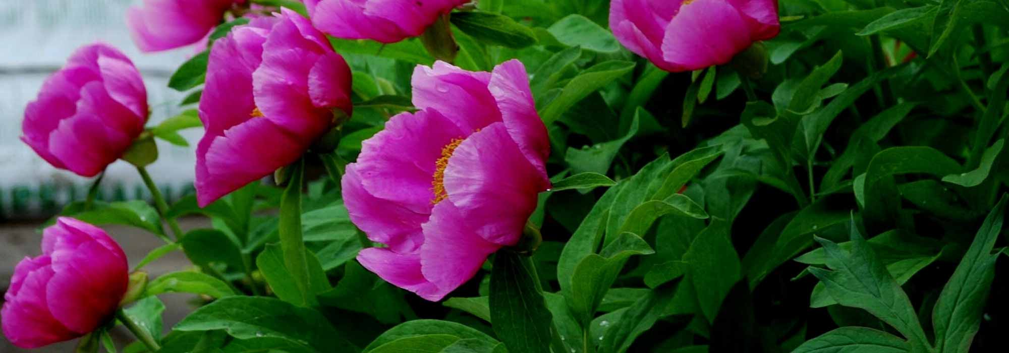 How to choose a peony according to the shape of its flowers?