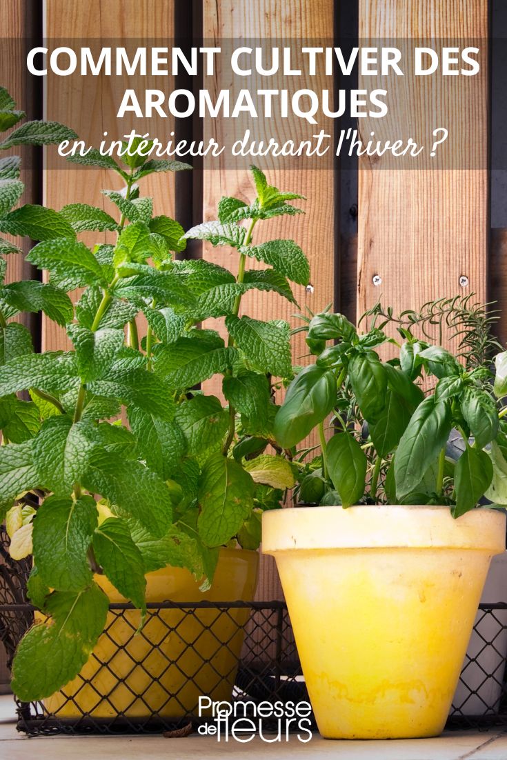 How to Grow Herbs Indoors During Winter mint, tarragon, oregano