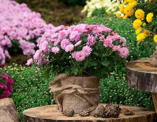 How to dry chrysanthemum flowers?
