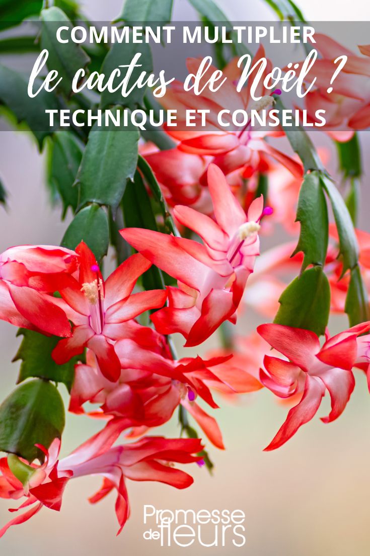 Christmas cactus