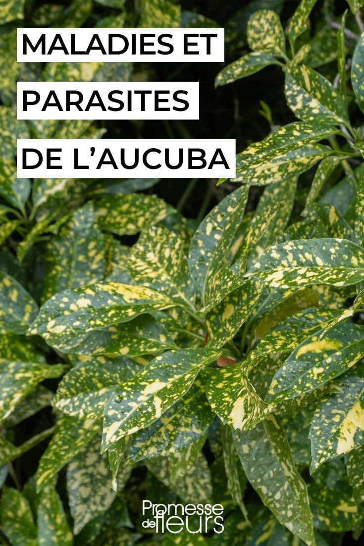 Aucuba Diseases and Parasites