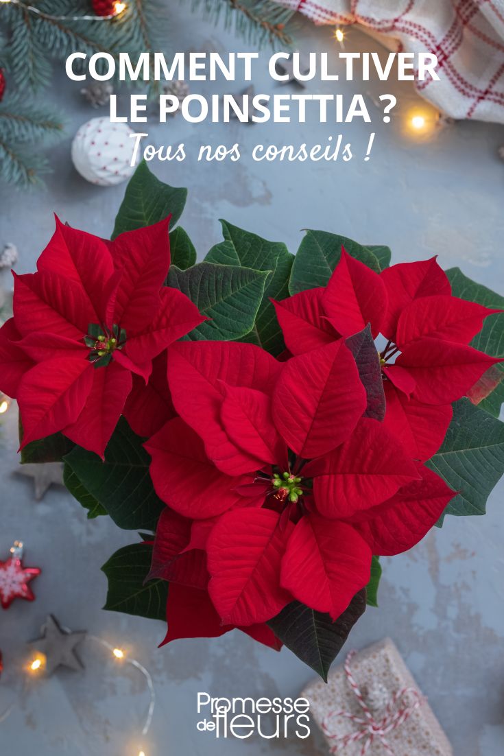 Growing Poinsettias, the Essential Christmas Plant Poinsettia