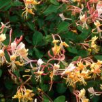 7 inexpensive climbing plants to spruce up your garden on a budget