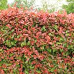 How to make a <em>Photinia</em> hedge?