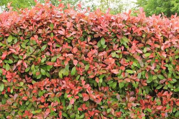 How to make a <em>Photinia</em> hedge?