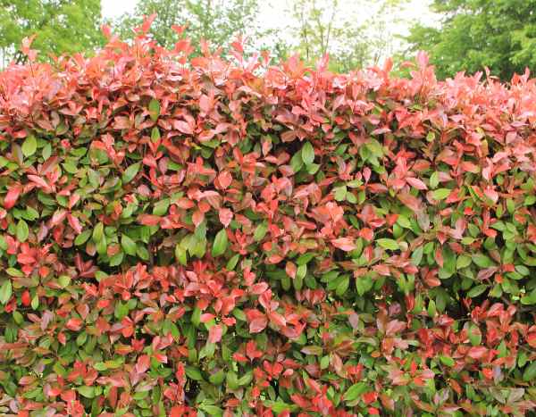 How to make a <em>Photinia</em> hedge?