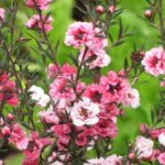 How to overwinter <em>Leptospermum</em>?