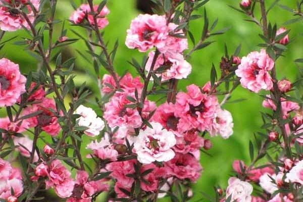 How to overwinter <em>Leptospermum</em>?