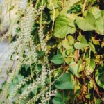 How to overwinter Madeira liana?