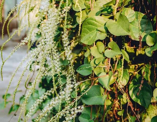 How to overwinter Madeira liana?