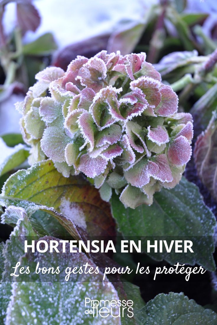 Hydrangea, Hydrangea: how to protect it from the cold in winter?
