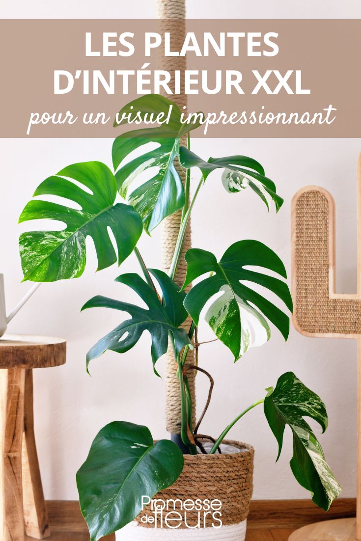XXL Indoor Plants Monstera