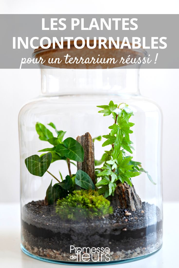 Our guide to creating your own plant terrarium