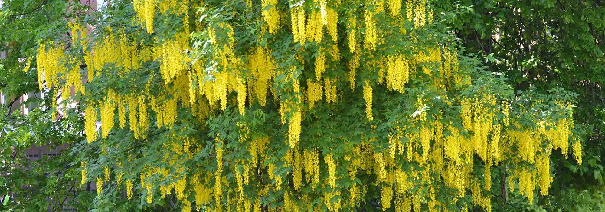 Diseases and Pests of Cytisus