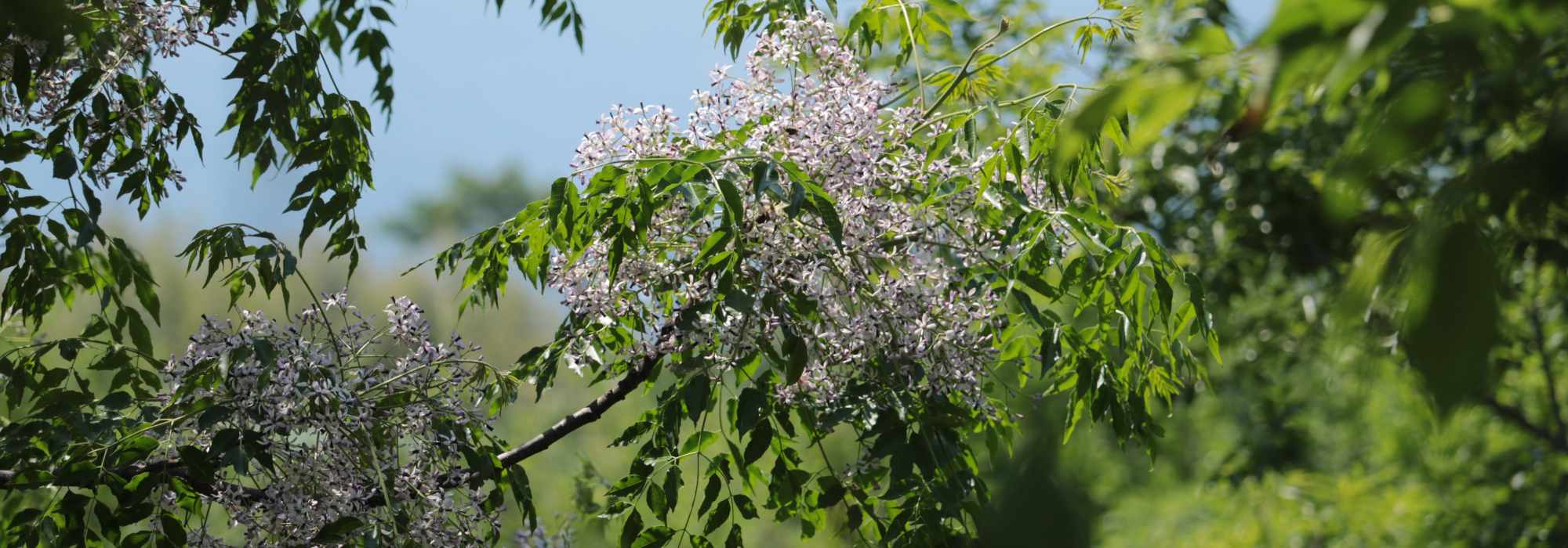 Melia - Neem Tree: planting and growing