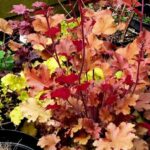 How to propagate heucheras?