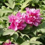 How to propagate a tree peony?
