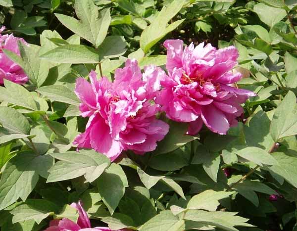 How to propagate a tree peony?