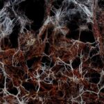 The benefits of mycorrhizas for bare-root plantings