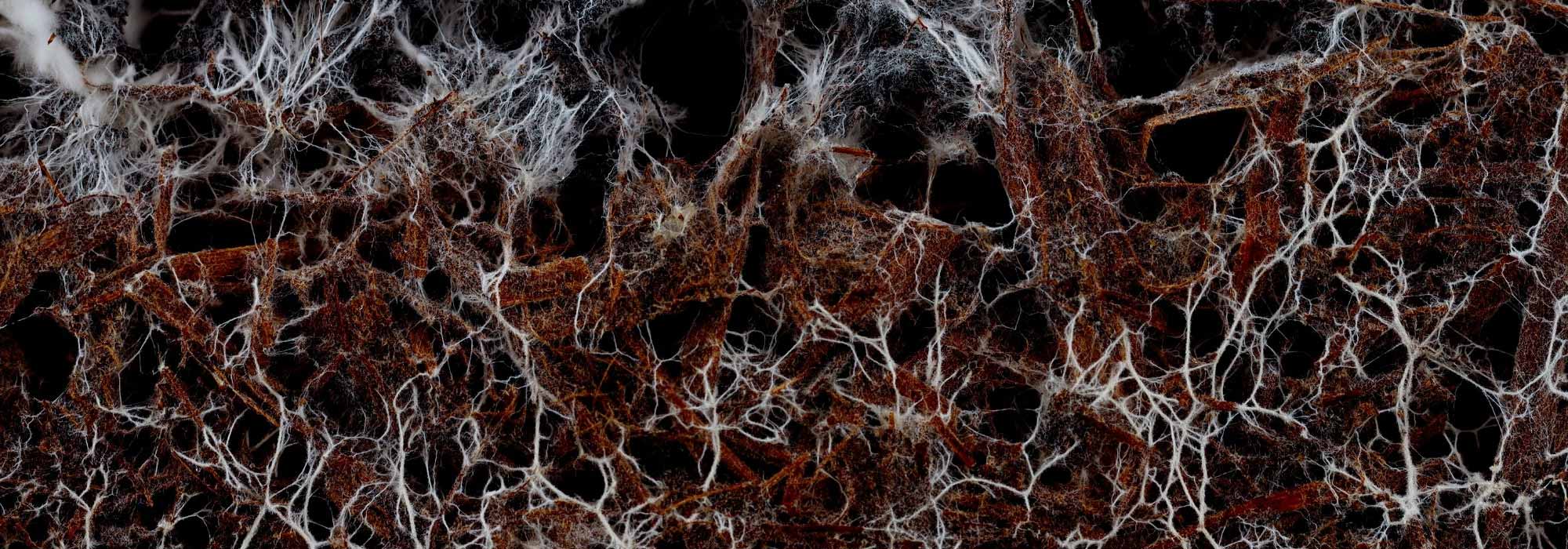 The benefits of mycorrhizas for bare-root plantings