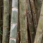 The mystery of Henon bamboo flowering: a rare event with unexpected consequences