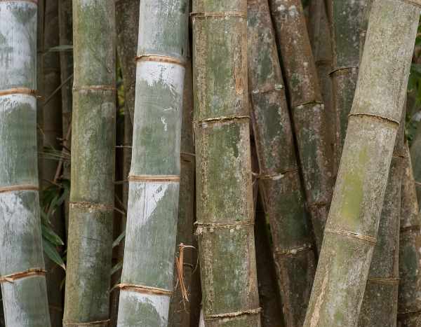 The mystery of Henon bamboo flowering: a rare event with unexpected consequences