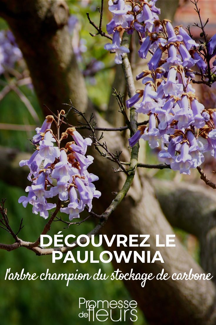 Paulownia: Biodiversity and Carbon Sequestration