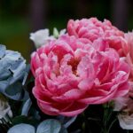 The best peonies for cut flower arrangements
