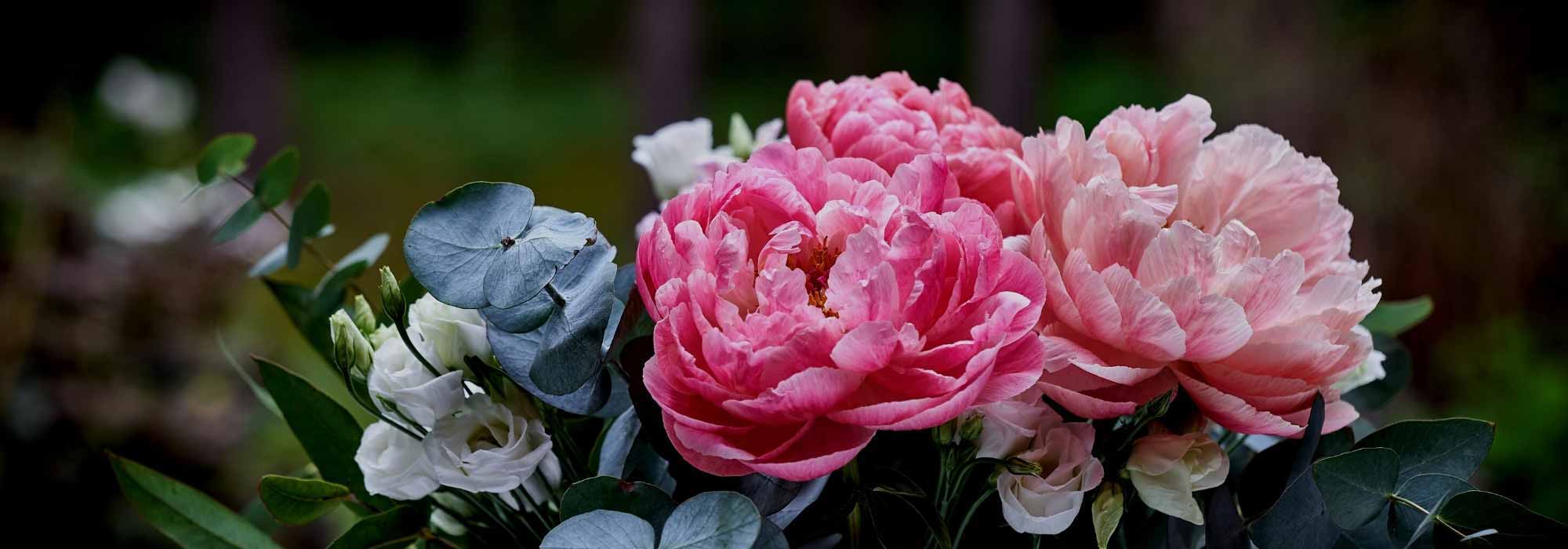 The best peonies for cut flower arrangements